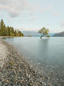 Photo art by Manuel Gros: tree by the lake during a calm sunrise in New Zealand