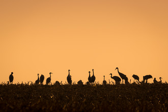 Martin Wasilewski, Crane Silhouette