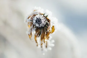 Frosty coneflower plant with frozen petals in a winter setting