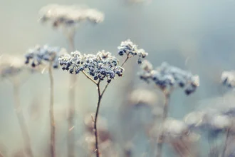 Photo art by Nadja Jacke: frosty yarrow with delicate blossoms in sunlight