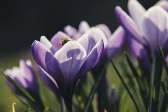 Charming crocuses with a bee in the spring sun