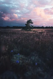 Calm evening in Denmark with soft clouds and pines in the foreground
