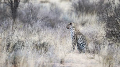 Leopard im Kgalagadi Transfrontier Park: majestätisches Tier in der Wildnis