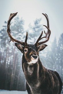 Patrick Monatsberger, King Of The Woods - Deutschland, Europa)