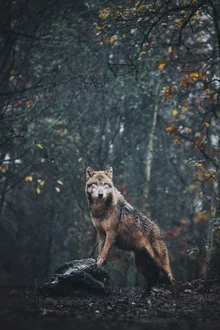 Fotokunst von Patrick Monatsberger: majestätischer Wolf in der Natur