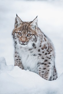 Patrick Monatsberger, kleiner Luchs (Deutschland, Europa)