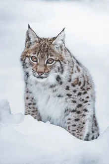 Fotokunst eines kleinen Luchses im Schnee, friedlich und neugierig in der Natur.