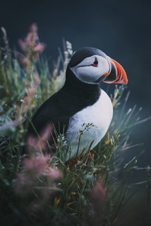 Patrick Monatsberger, Puffin - Island, Europa)