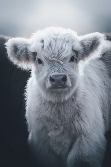 Patrick Monatsberger, Little White Highland Cow (Deutschland, Europa)