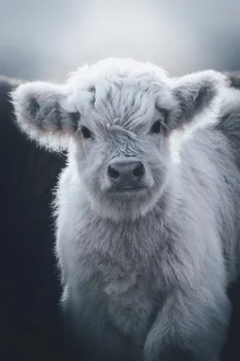 Photo art by Patrick Monatsberger: cute white highland calf in a meadow