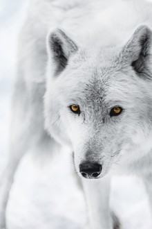 Patrick Monatsberger, Der Polarwolf (Deutschland, Europa)
