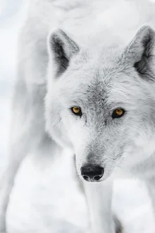Photo art by Patrick Monatsberger: white arctic wolf in snow, calm atmosphere