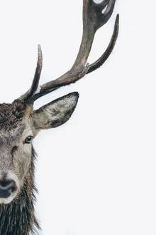 Portrait of a majestic stag in the forest, looking directly at the camera.