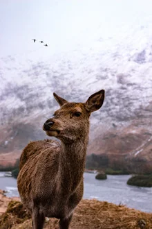 Portrait of a deer in the Scottish Highlands, surrounded by snow-covered mountains.