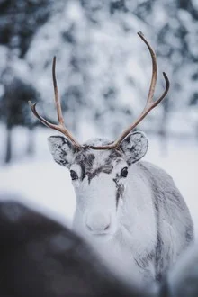 Reindeer cub in snowy Lapland, gentle mood with natural colors.