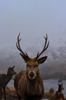 Fotokunst von Martin Rau: Hirsch in winterlicher Landschaft mit Nebel und See