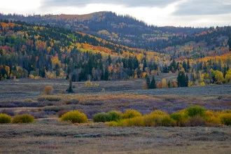 Photo art featuring autumn colors: colorful leaves and trees in Colorado