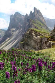 Fotokunst von Martin Rau: Schmetterling auf Blumen vor majestätischen Dolomiten