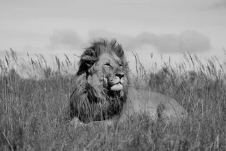 Photo art of a majestic lion, soft colors and a calm presence.