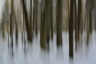 Photo art by Sascha Hoffmann-Wacker: tranquil winter forest with snow-covered trees