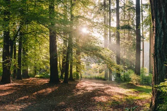 Forest view with sunlight rays in Stanley Park, Vancouver.