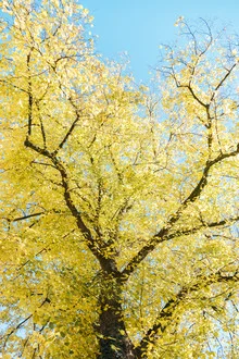 Yellow shining autumn leaves against a bright blue sky, warm light and a calm atmosphere.
