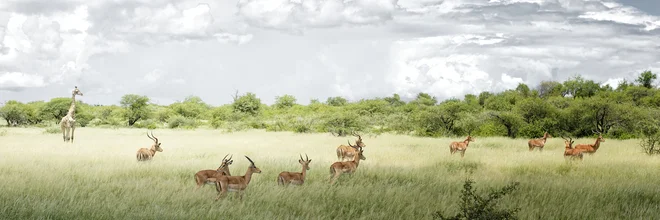 Fotokunst von Norbert Gräf: Panoramaaufnahme des Etosha Nationalparks in Namibia.