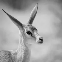Springbok baby in Kalahari Transfrontier Park, soft colors and calm atmosphere.