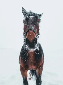 Pferd im Schneesturm, umgeben von weißen Schneeflocken und nebligem Hintergrund.