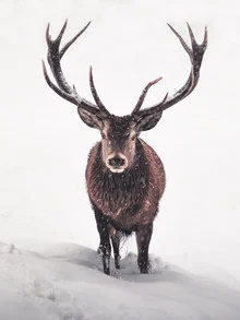 Wunderschöner Hirsch im verschneiten Wald, der majestätisch im Licht steht.