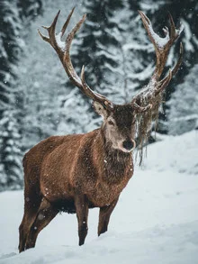 Hirsch im Schnee mit Futtervorrat, sanfte Farben und ruhiger Atmosphäre