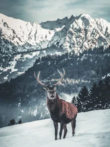 Hirsch in den Alpen: friedlicher Moment in verschneiter Landschaft