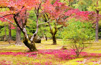 Photo art by Victoria Knobloch: Autumn leaves in a Japanese garden in Kyoto.