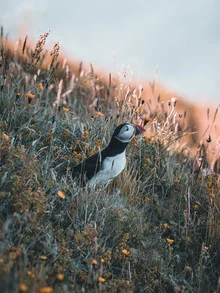 Puffin zwischen bunten Blumen in einer friedlichen Landschaftszene