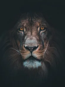 Porträt eines Löwen in der afrikanischen Savanne, sanfte Lichtstimmung.