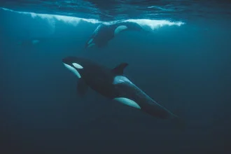Underwater in the Norwegian Sea - Fineart photography by Roman Königshofer