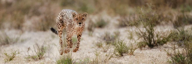 Fotokunst von Dennis Wehrmann: Gepard auf der Jagd in der Kalahari, Botswana.