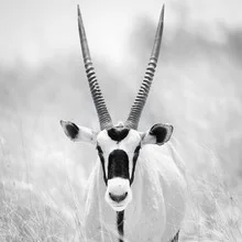 Photo art by Dennis Wehrmann: Oryx in the Kalahari, soft colors and calm mood.