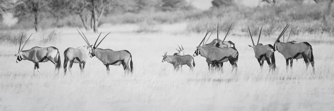 Herd of oryx in the Namibian landscape, peacefully lingering in nature.