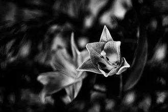 Fotokunst von Victoria Knobloch: zarte Lilien in einem japanischen Zen-Garten