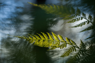 Sebastian Worm, Fern frond