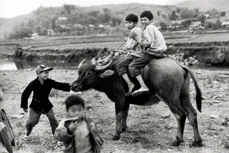 Fotokunst von Silva Wischeropp: Kinder spielen auf einem Wasserbüffel in Nordvietnam.