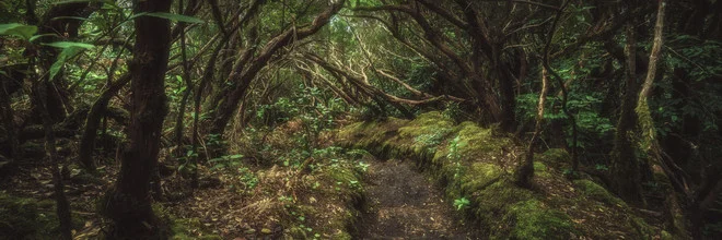 Fotokunst von Jean Claude Castor: Lorbeerwald auf Teneriffa, sanfte Lichtstimmung