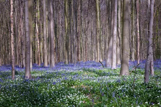 Fotokunst: Frühlingsblüten in einem Wald voller blauer Glockenblumen.