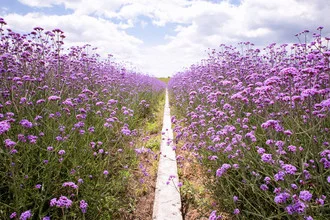 Purple flower field under a blue sky, a calm path leading into nature.