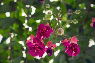 Fotokunst von Oona Kallanmaa: zarte Blumen und Knospen, hellgrün und pink in sanfter Beleuchtung