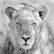 Wall art: Close-up of a lion with a calm, focused expression