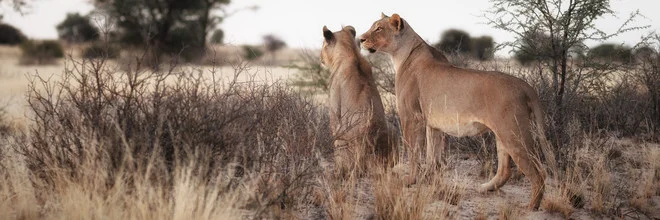 Two lions attentively watch their prey in the Kalahari