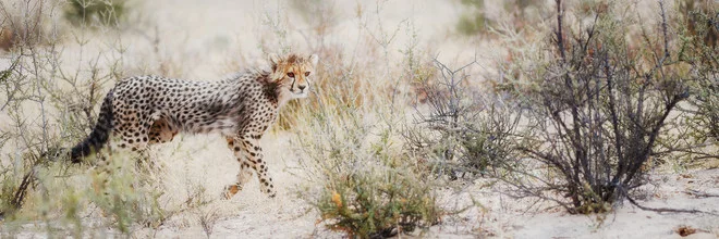 Fotokunst eines Gepardenbabys in der Kalahari, sanfte Farben und ruhige Stimmung.