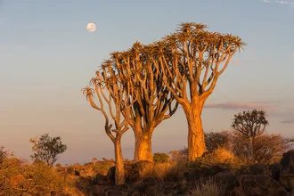 Photo art by Dirk Steuerwald: Full moon over quiver trees in Namibia